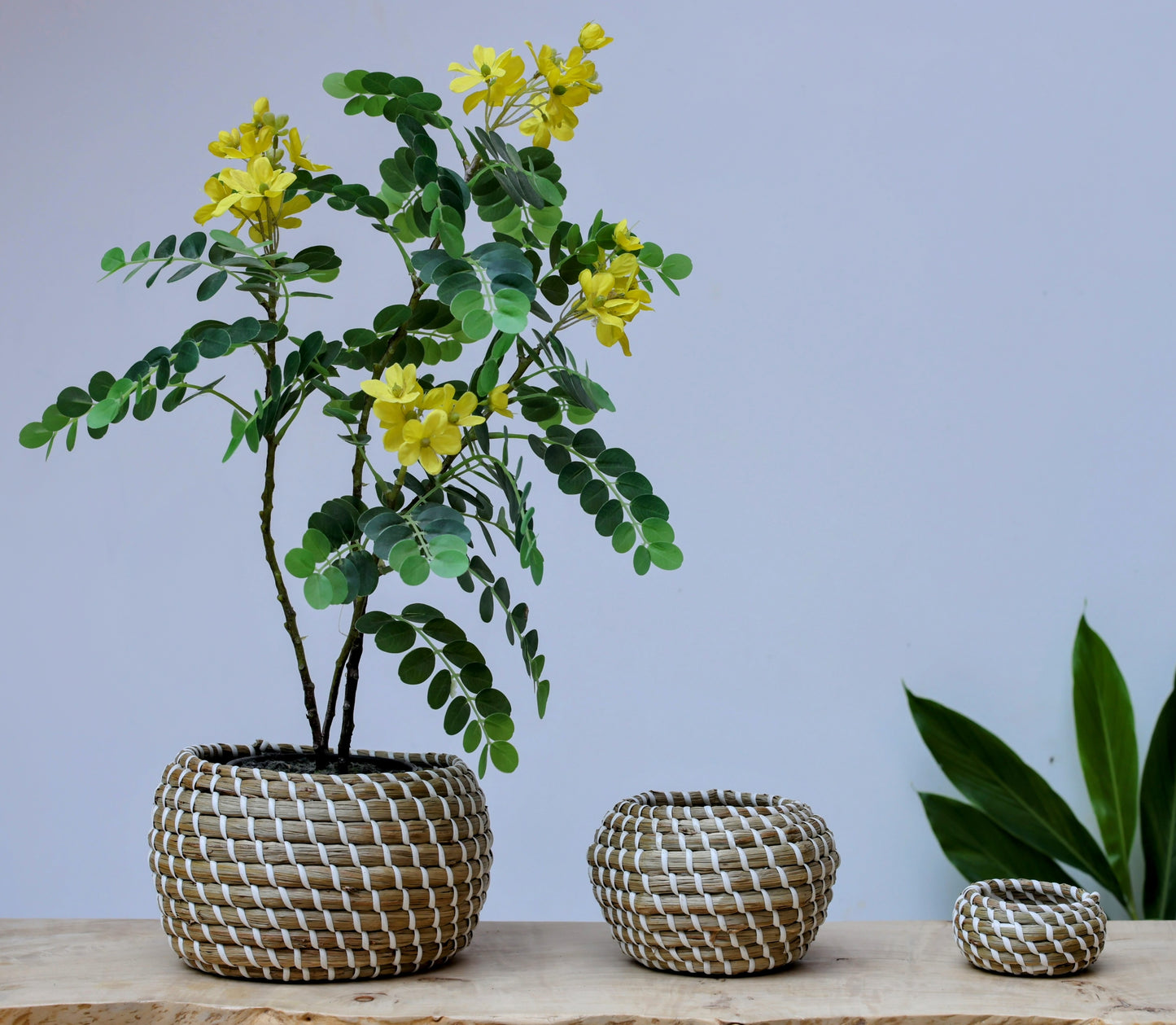 Elara Two-Tone Woven Seagrass Baskets (Set of 3)