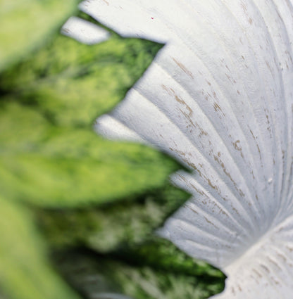 Sculptural Nautilus Shell Planter | GRC